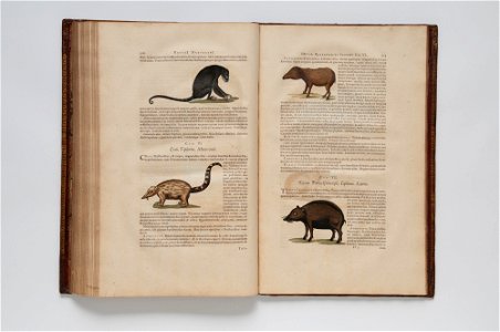 (Ilustrações zoológicas) (18), da Coleção Brasiliana Iconográfica