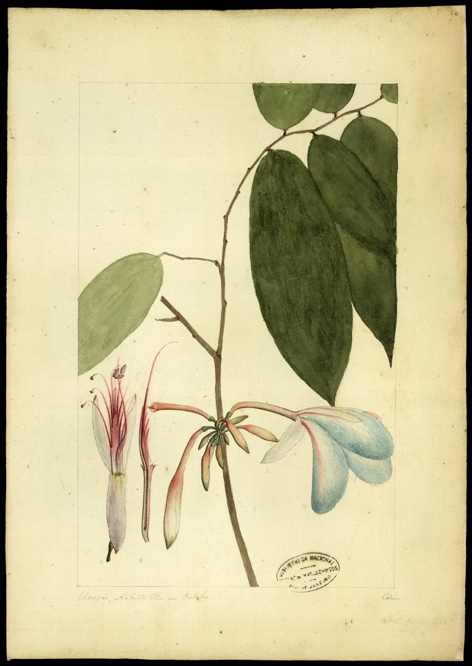 (Heterostemon elliptiens, Mart.), da Coleção Brasiliana Iconográfica