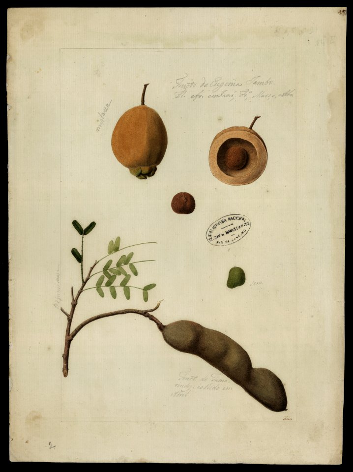 (Jambosa e Tamarindus), da Coleção Brasiliana Iconográfica
