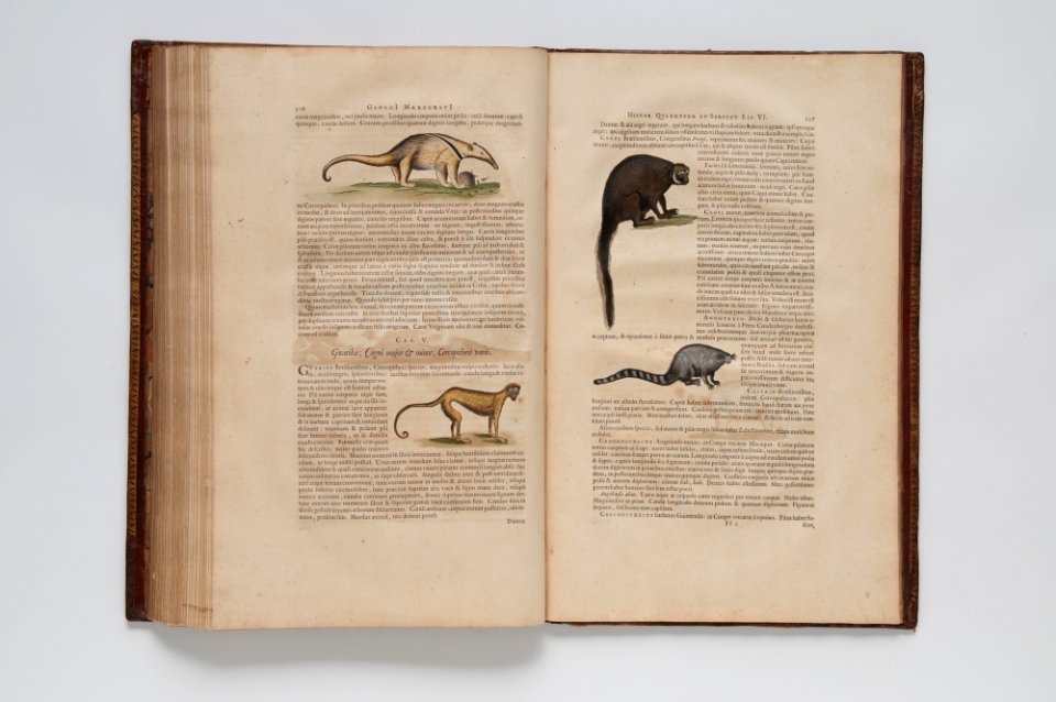 (Ilustrações zoológicas) (1), da Coleção Brasiliana Iconográfica