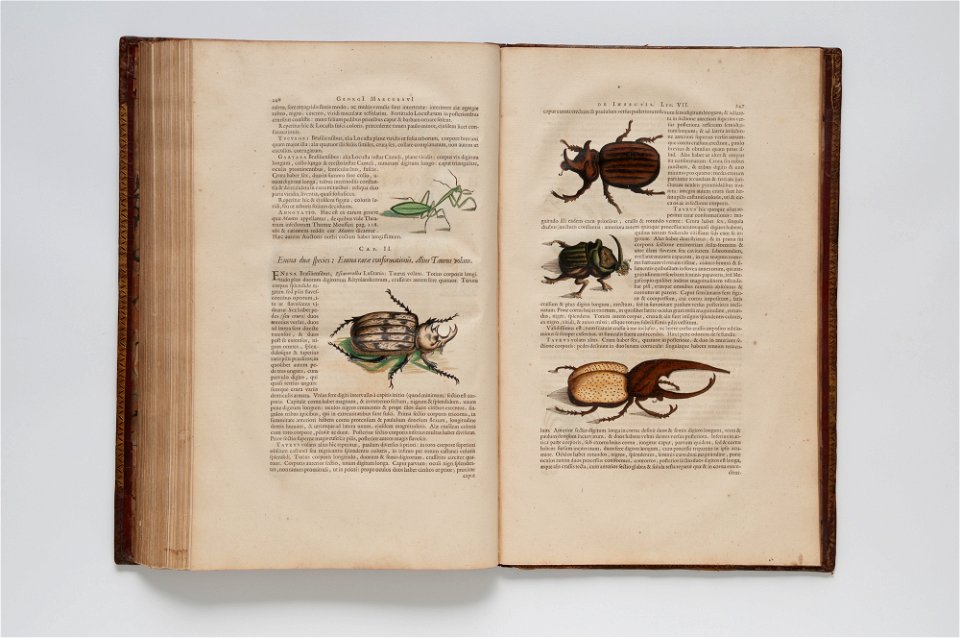 (Ilustrações zoológicas) (8), da Coleção Brasiliana Iconográfica