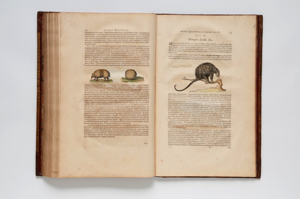 (Ilustrações zoológicas) (16), da Coleção Brasiliana Iconográfica