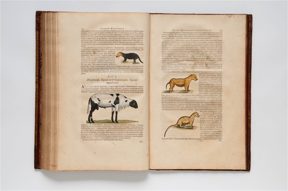 (Ilustrações zoológicas) (23), da Coleção Brasiliana Iconográfica