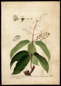 (Imirá piranga rana), da Coleção Brasiliana Iconográfica