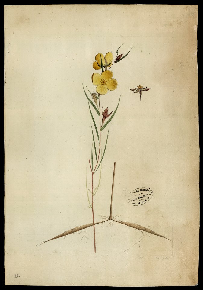 (Jussiena), da Coleção Brasiliana Iconográfica