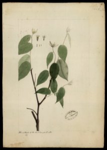 (Lasiadenia rupestris, Benth), da Coleção Brasiliana Iconográfica