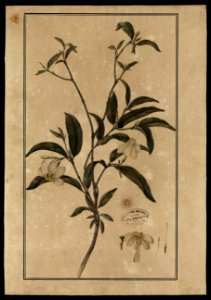 (Jasmin), da Coleção Brasiliana Iconográfica