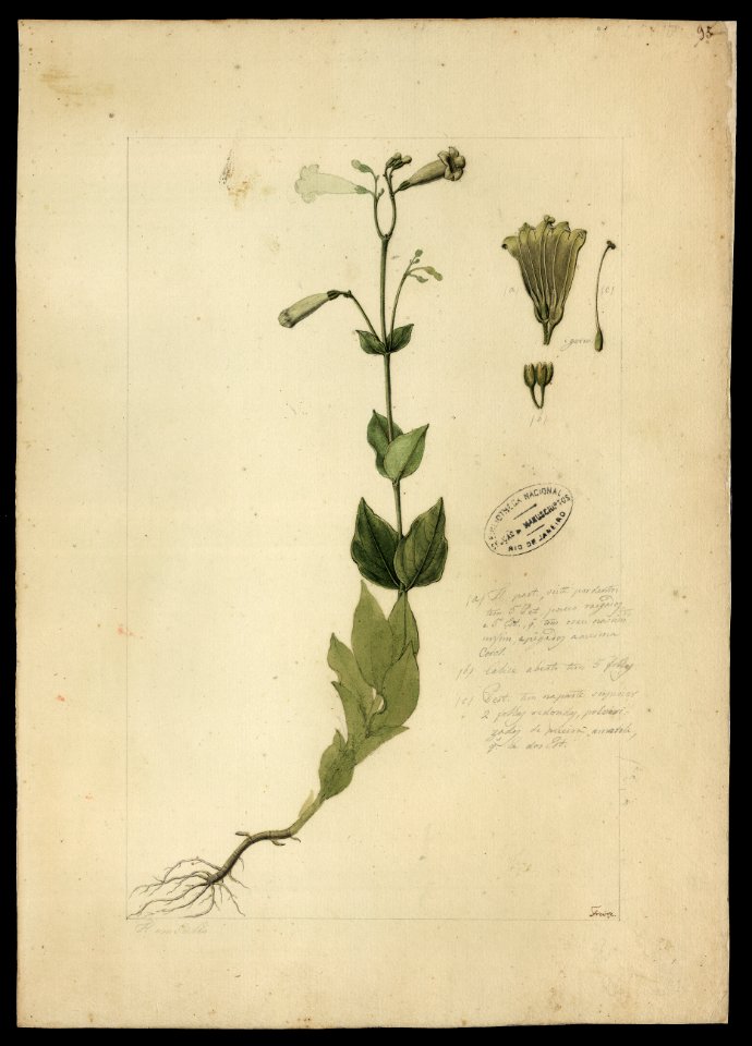 (Lisianthus viridiflorus, Mart.), da Coleção Brasiliana Iconográfica