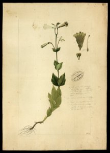 (Lisianthus viridiflorus, Mart.), da Coleção Brasiliana Iconográfica