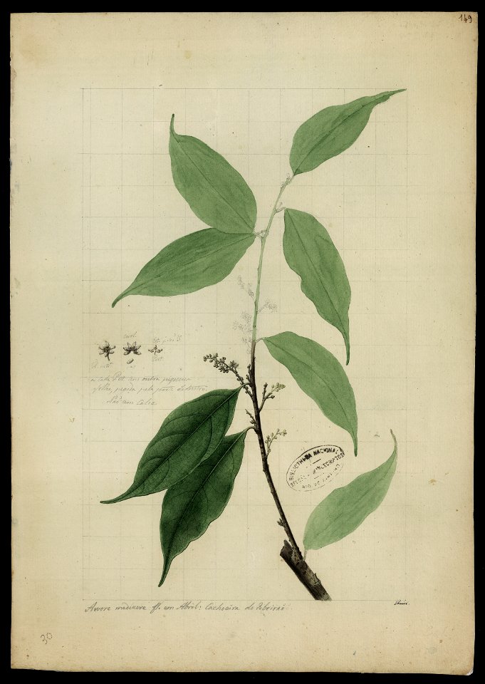 (Lauracea) (2), da Coleção Brasiliana Iconográfica