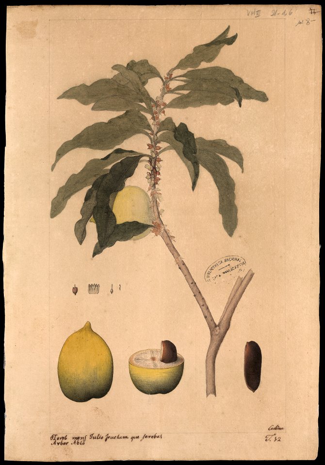 (Lucuma caimito), da Coleção Brasiliana Iconográfica
