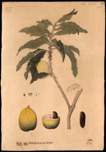 (Lucuma caimito), da Coleção Brasiliana Iconográfica