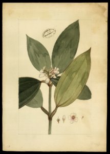 (Melastomacea) (11), da Coleção Brasiliana Iconográfica