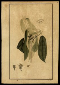 (Melastomacea) (7), da Coleção Brasiliana Iconográfica