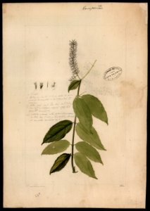 (Mikania psilostachya DC.)., da Coleção Brasiliana Iconográfica