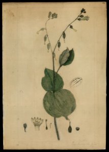 (Lisianthus chelonoides, Linn.)., da Coleção Brasiliana Iconográfica