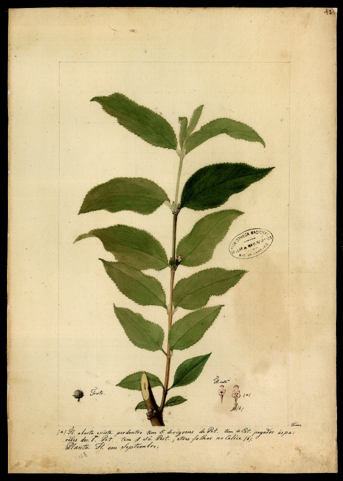(Labiata), da Coleção Brasiliana Iconográfica