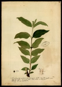 (Labiata), da Coleção Brasiliana Iconográfica