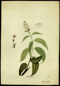 (Melastomacea) (2), da Coleção Brasiliana Iconográfica