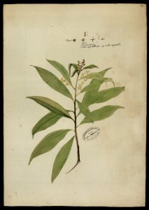 (Lauracea) (3), da Coleção Brasiliana Iconográfica