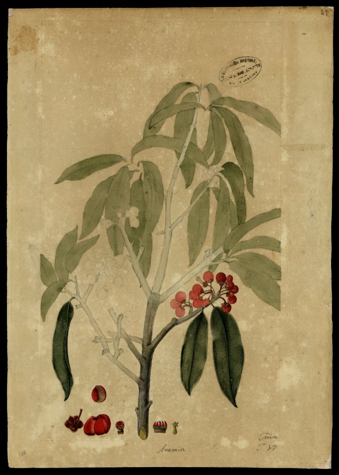 (Moronocea coccinea, Aubl.)., da Coleção Brasiliana Iconográfica