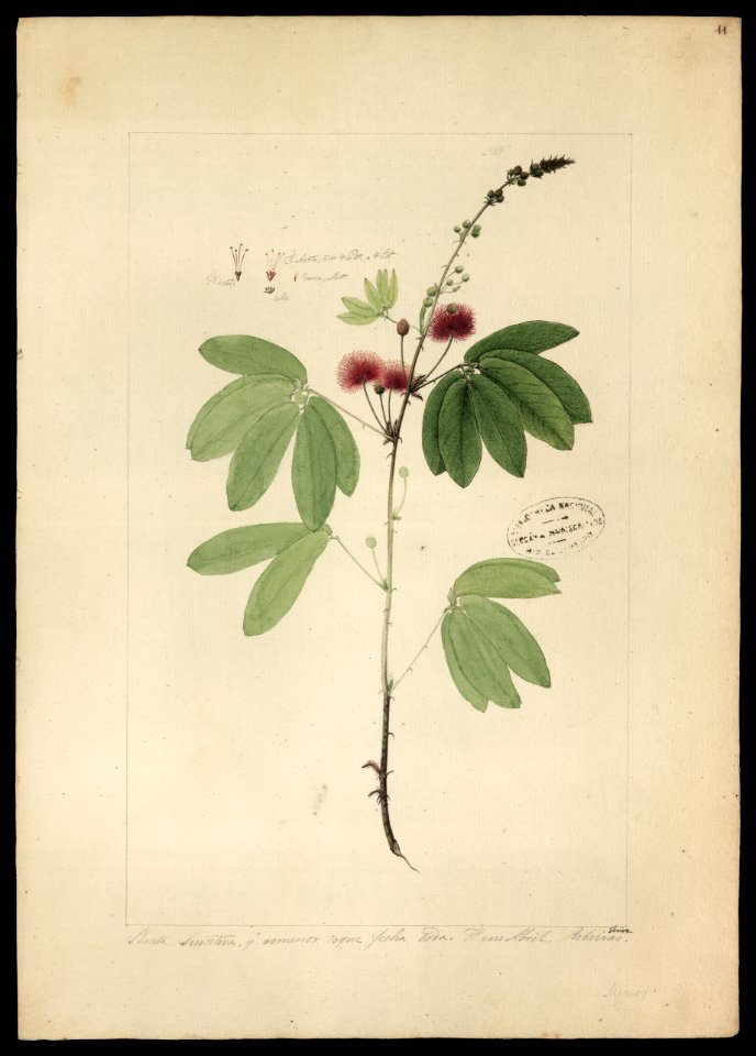 (Mimosa) (2), da Coleção Brasiliana Iconográfica