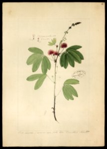 (Mimosa) (2), da Coleção Brasiliana Iconográfica