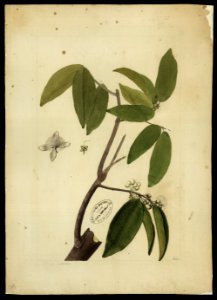 (Myrtacea) (13), da Coleção Brasiliana Iconográfica