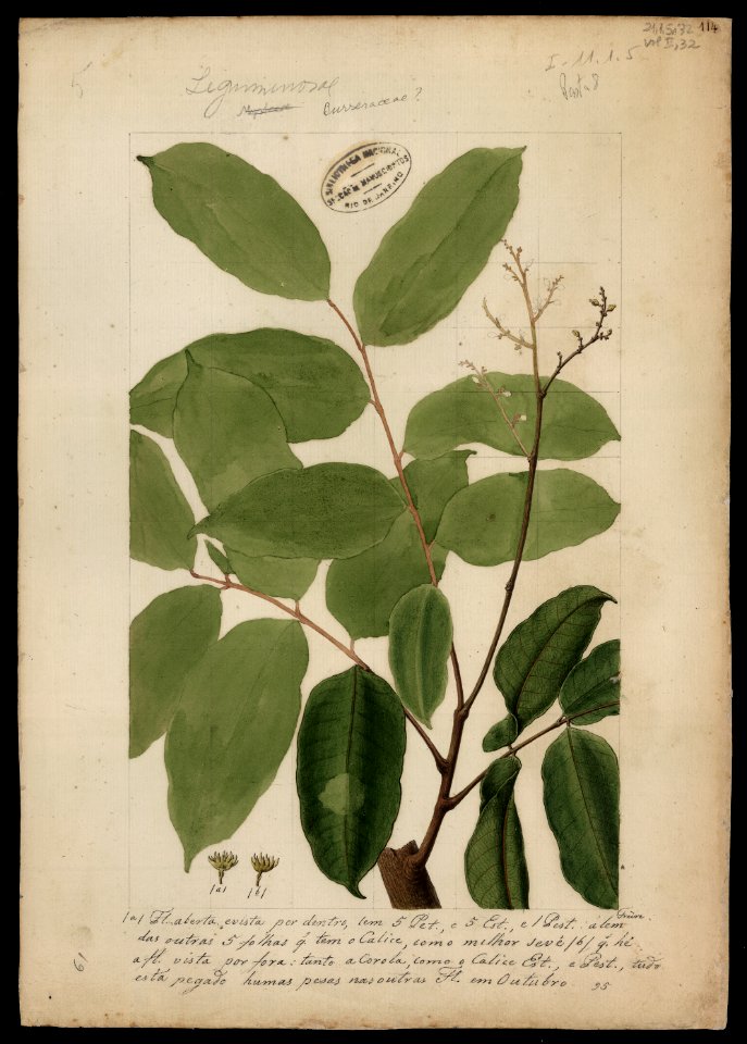 (Leguminosae), da Coleção Brasiliana Iconográfica