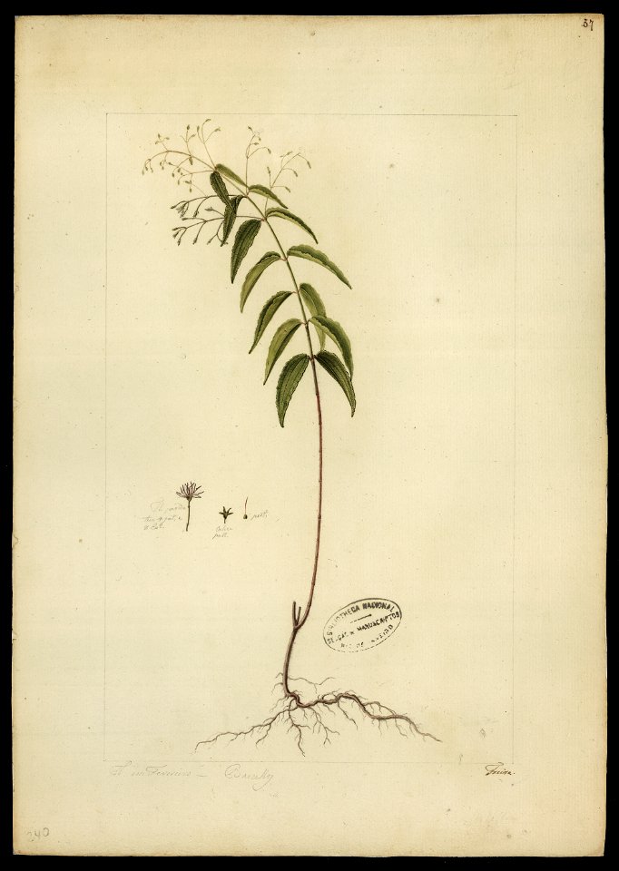 (Melastomacea) (10), da Coleção Brasiliana Iconográfica