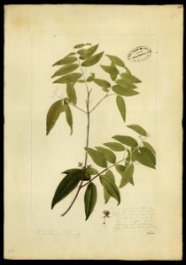 (Myrtacea) (9), da Coleção Brasiliana Iconográfica
