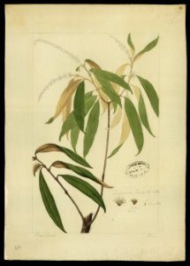 (Melastomacea) (12), da Coleção Brasiliana Iconográfica
