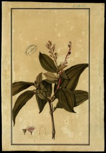 (Melastomacea) (6), da Coleção Brasiliana Iconográfica