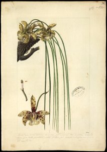(Orchidea) (11), da Coleção Brasiliana Iconográfica