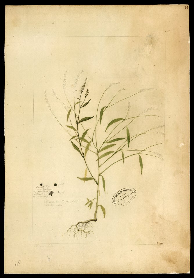 (Microtea glochidiata, Moq.)., da Coleção Brasiliana Iconográfica