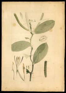 (Orchidea) (5), da Coleção Brasiliana Iconográfica