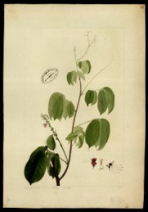 (Lonchocarpus), da Coleção Brasiliana Iconográfica