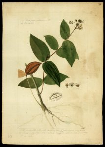 (Melastomacea) (1), da Coleção Brasiliana Iconográfica