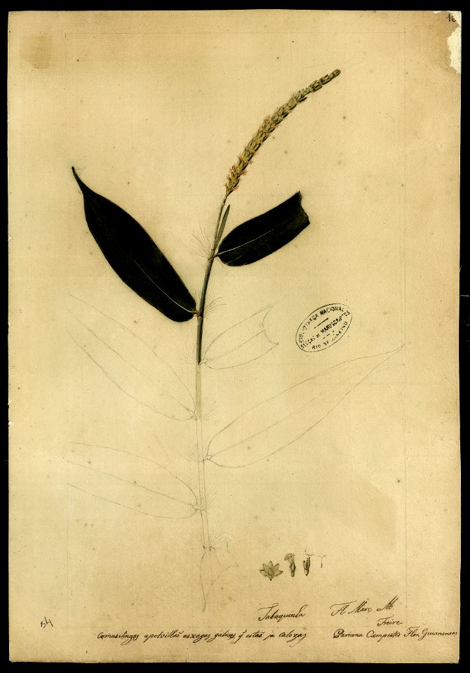 (Pariana campestris, Aubl.), da Coleção Brasiliana Iconográfica