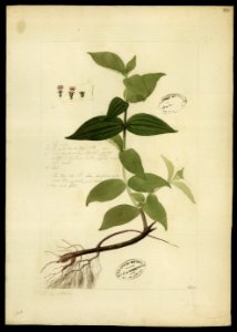 (Melastomacea) (5), da Coleção Brasiliana Iconográfica