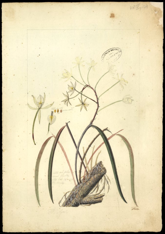 (Orchidea) (14), da Coleção Brasiliana Iconográfica