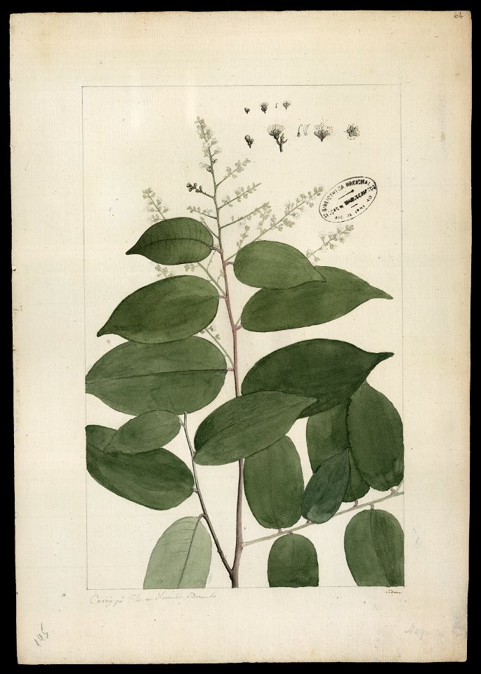 (Moquilea), da Coleção Brasiliana Iconográfica
