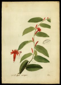 (Passiflora), da Coleção Brasiliana Iconográfica