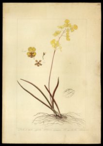 (Orchidea) (8), da Coleção Brasiliana Iconográfica