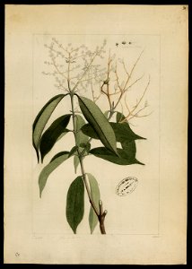 (Myrtacea) (2), da Coleção Brasiliana Iconográfica
