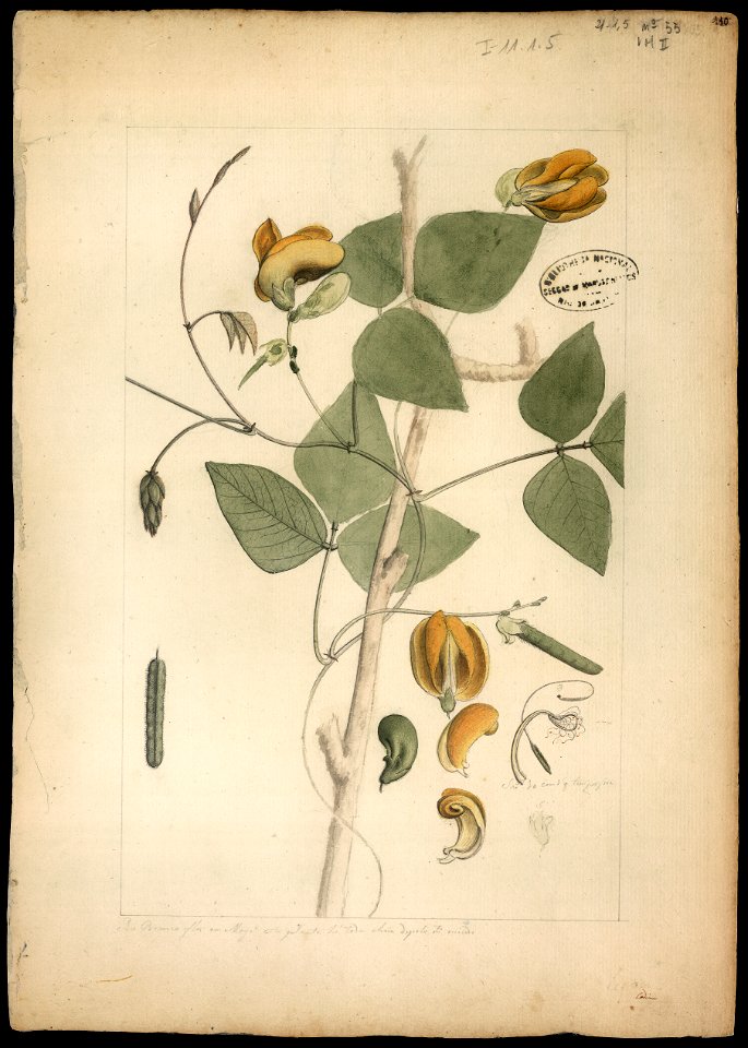 (Phaseolus lasiocarpus, Mart.), da Coleção Brasiliana Iconográfica