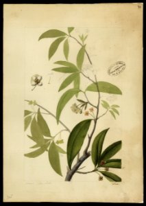 (Myrtacea) (12), da Coleção Brasiliana Iconográfica
