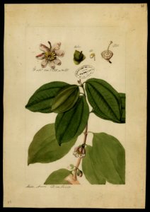 (Melastomacea) (13), da Coleção Brasiliana Iconográfica
