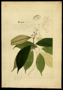 (Melastomacea) (4), da Coleção Brasiliana Iconográfica