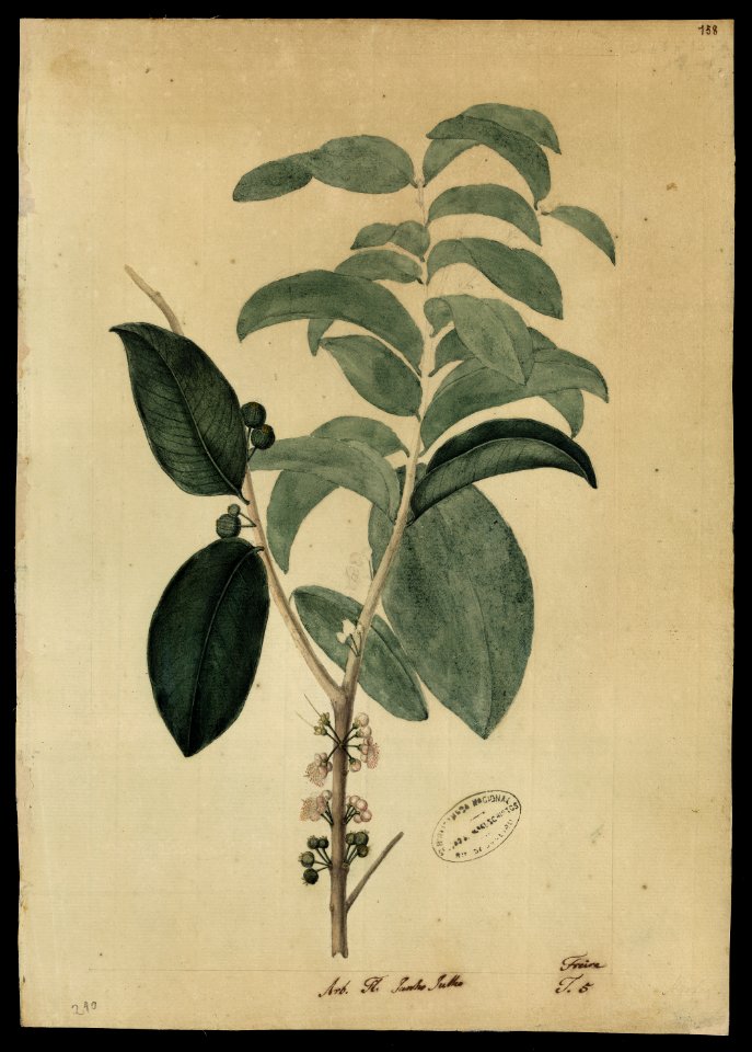 (Myrtacea) (8), da Coleção Brasiliana Iconográfica